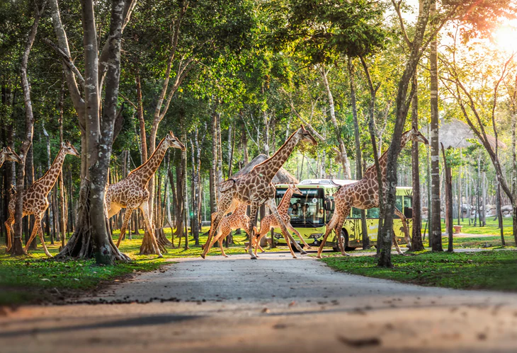 Nắm giữ 'kỷ lục kép' thế giới - Vinpearl Safari Phú Quốc quy mô cỡ nào? - Ảnh 3.