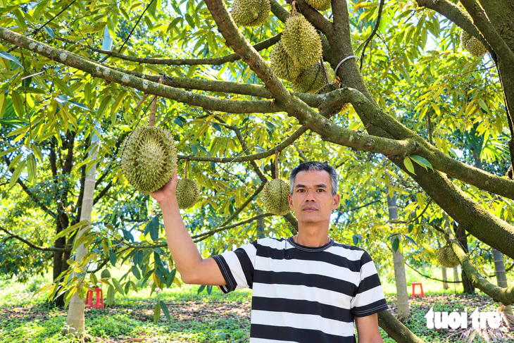 Trồng sầu riêng thành công ở Đà Nẵng, có cây thu 27 triệu/mùa - Ảnh 1.