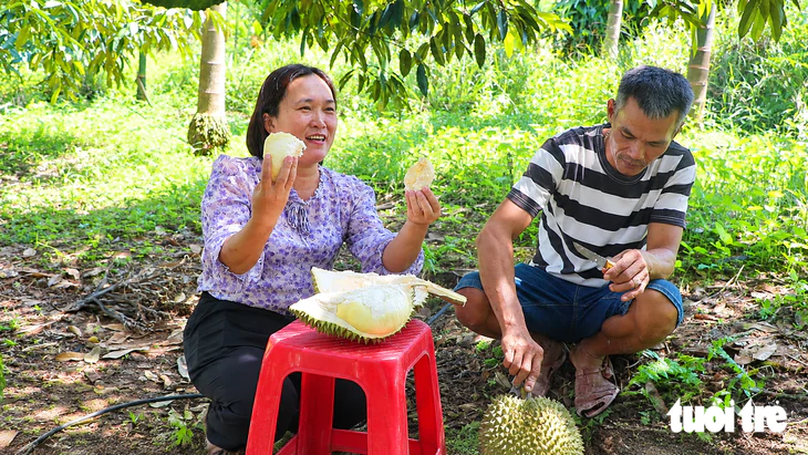 Trồng sầu riêng thành công ở Đà Nẵng, có cây thu 27 triệu/mùa - Ảnh 2.
