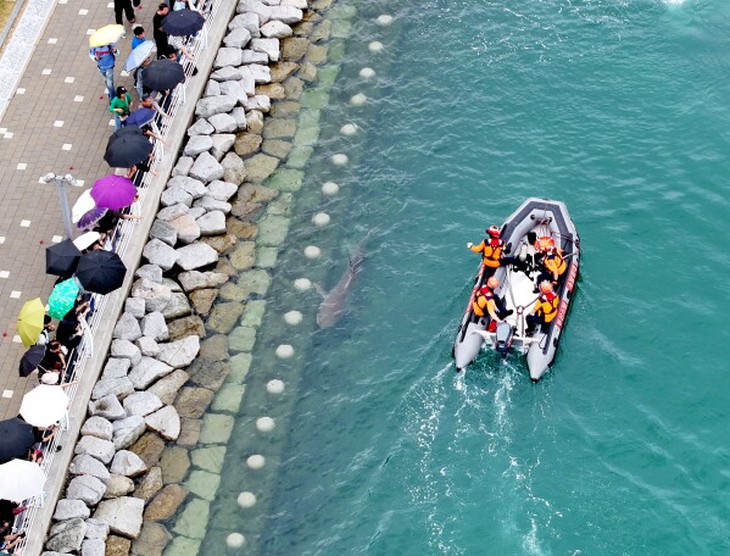 Vừa được giải cứu, cá mập 'triệu view' ở Busan lại quay về chỗ đi lạc - Ảnh 1.