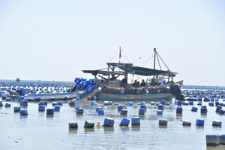 Tình trạng nuôi hàu Đồng Tháp không phép lên tới hàng trăm hecta cần xử lý gấp - Ảnh 3.