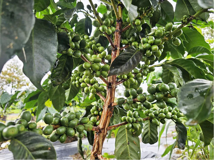Tập đoàn Hoàng Anh Gia Lai thành lập Ủy ban Phát triển Bền vững ESG - Ảnh 3.