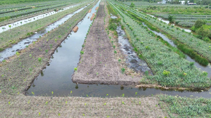 Ồ ạt trồng cây ăn trái ở Đồng Tháp , người dân cần cẩn trọng thiệt hại có thể xảy ra - Ảnh 2.