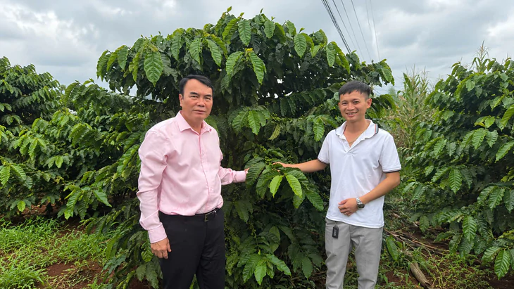 Từ vườn già đến hạt cà phê Robusta giá trị cao ở Nam Ban - Ảnh 3.