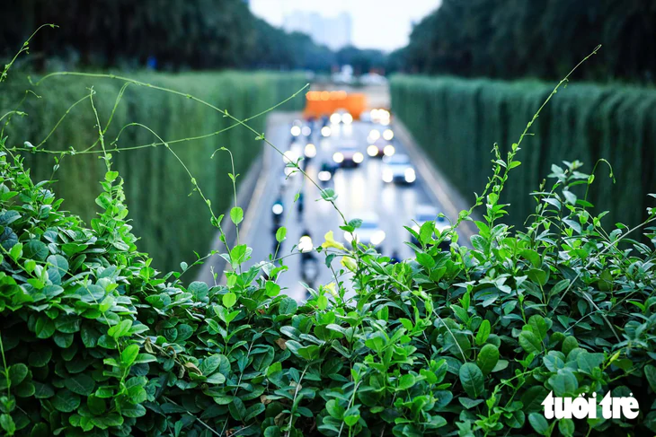 Hình ảnh trụ đường sắt đô thị, hầm chui ở Hà Nội bắt đầu được phủ xanh - Ảnh 7.