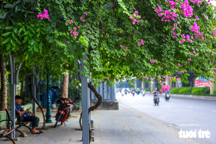 Hình ảnh trụ đường sắt đô thị, hầm chui ở Hà Nội bắt đầu được phủ xanh - Ảnh 12.