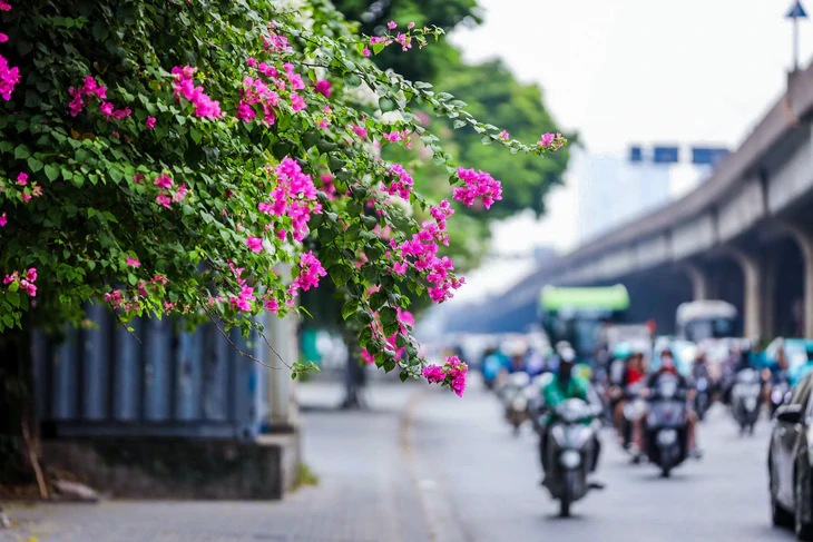 Nghiên cứu, đề xuất danh mục các loài cây xanh đô thị giảm bụi mịn, hấp thụ khí thải - Ảnh 1.