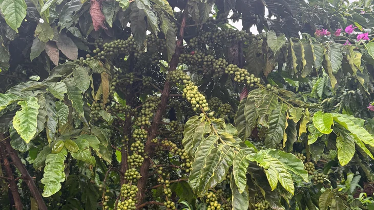 Từ vườn già đến hạt cà phê Robusta giá trị cao ở Nam Ban - Ảnh 5.