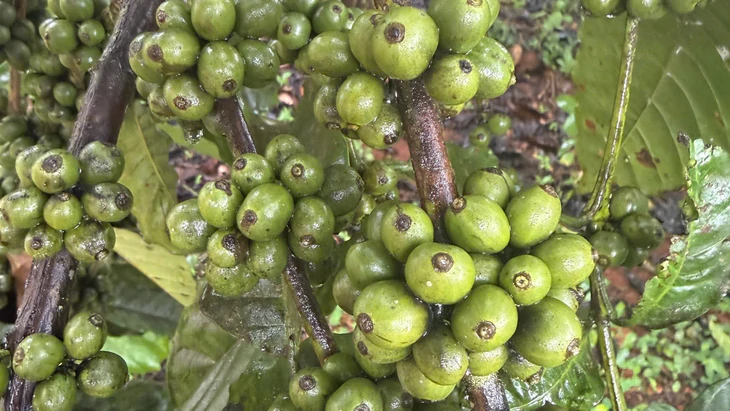 Từ vườn già đến hạt cà phê Robusta giá trị cao ở Nam Ban - Ảnh 4.