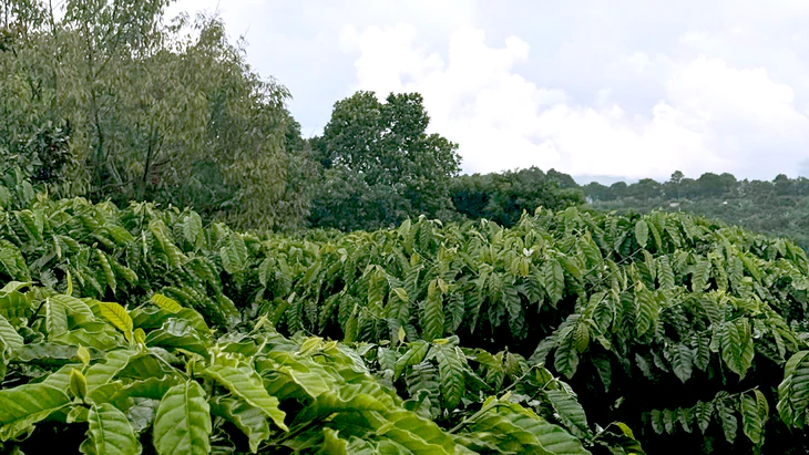 Từ vườn già đến hạt cà phê Robusta giá trị cao ở Nam Ban - Ảnh 2.
