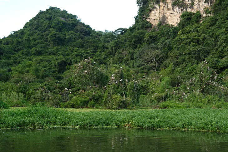 Về Ninh Bình, ngắm cò, hạc, le le… bay rợp trời ở Thung Nham - Ảnh 2.