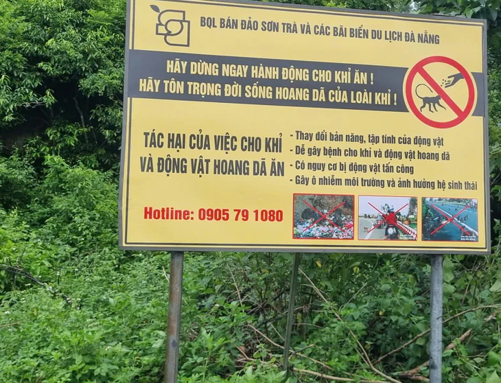 Khỉ Sơn Trà bị xe tông chết, miệng còn quả chuối ăn dở: Đừng cho ăn nữa được không? - Ảnh 6.