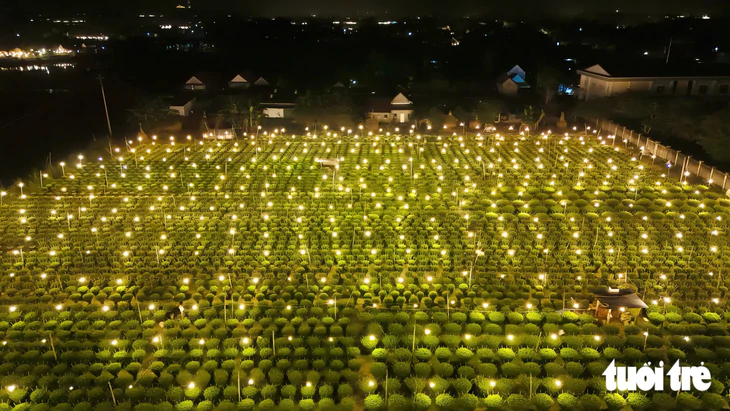 Đêm không ngủ ở làng hoa cúc Tết - Ảnh 2.