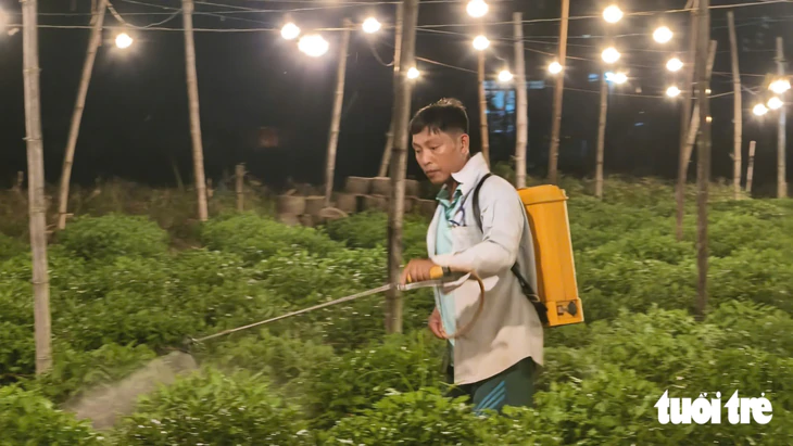 Đêm không ngủ ở làng hoa cúc Tết - Ảnh 10.