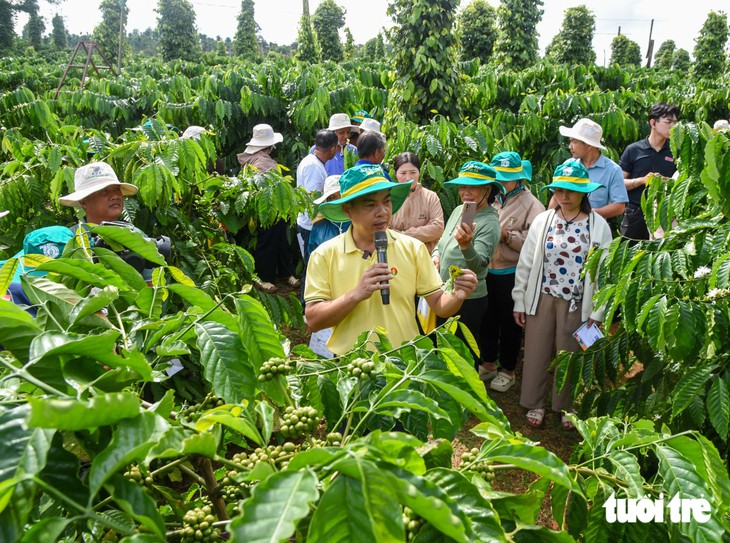 Nông dân Lâm Đồng xây 'hệ miễn dịch' cho vườn cà phê Robusta - Ảnh 7.