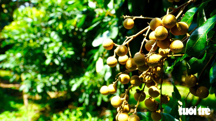 Trồng nhãn xuất khẩu, nuôi ong lấy mật thu nhập tăng thêm hàng trăm triệu mỗi năm - Ảnh 2.