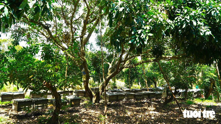 Trồng nhãn xuất khẩu, nuôi ong lấy mật thu nhập tăng thêm hàng trăm triệu mỗi năm - Ảnh 3.