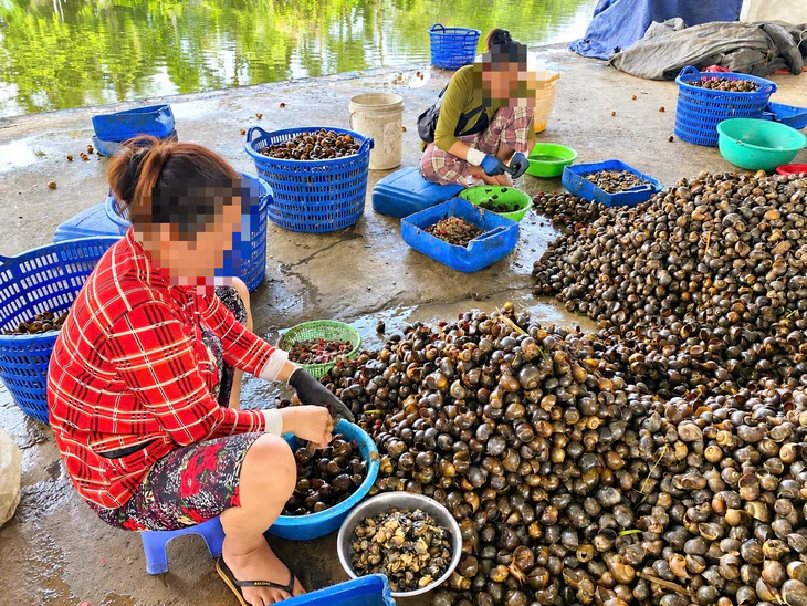 Ăn bún riêu mà nhớ đến ốc bươu vàng cảm giác bớt ngon - Ảnh 1.