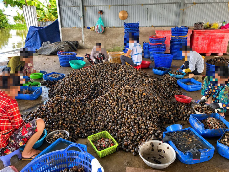 Ăn bún riêu mà nhớ đến ốc bươu vàng cảm giác bớt ngon - Ảnh 2.