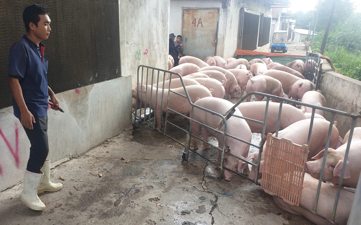 Giá cả đầu ngày: - Ảnh 3.