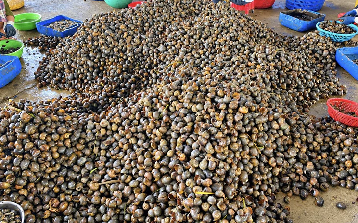 Ăn bún riêu mà nhớ đến ốc bươu vàng cảm giác bớt ngon - Ảnh 3.