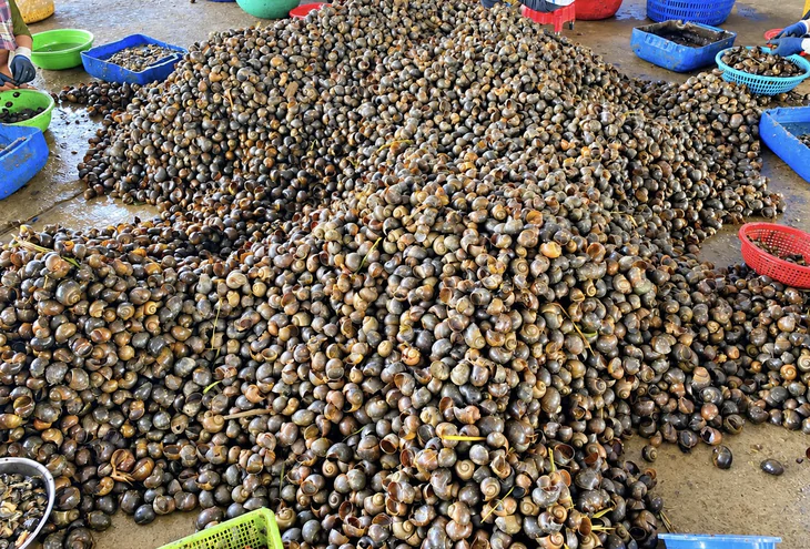 Thương lái miền Tây săn lùng mua ốc bươu vàng để làm gì? - Ảnh 1.