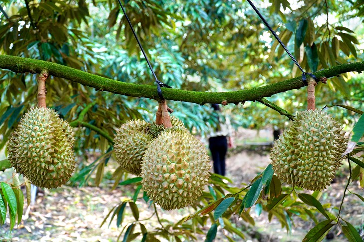 Giá sầu riêng tăng cao tại Đồng Tháp nhưng nhà vườn lo rụng trái non - Ảnh 1.