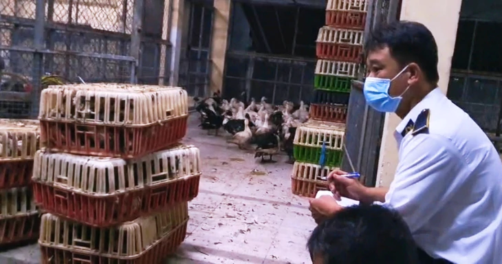 Phát hiện 1,3 tấn gia cầm không giấy kiểm dịch từ Đồng Nai về TP.HCM - Ảnh 2.