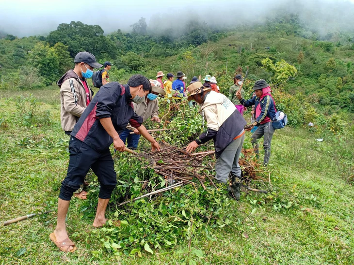 Học sinh ăn thử lá ngón tử vong: Cây quá nhiều, diệt không xuể - Ảnh 2.