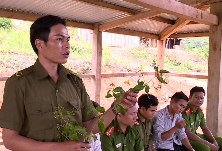 Học sinh ăn thử lá ngón tử vong: Cây quá nhiều, diệt không xuể - Ảnh 1.