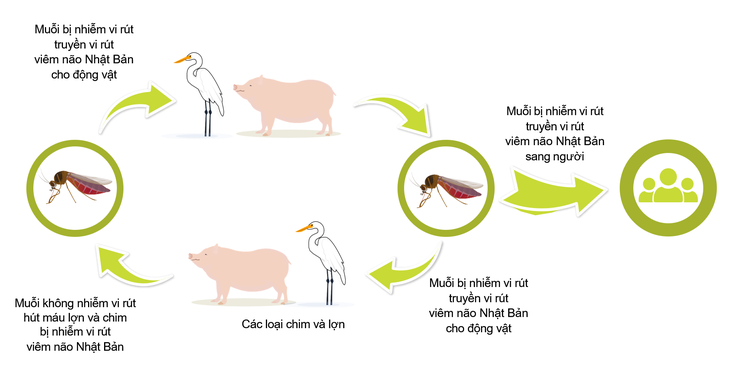 Mùa cao điểm, đừng bỏ sót mũi nhắc viêm não Nhật Bản ở trẻ lớn - Ảnh 2.