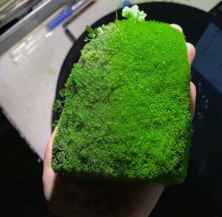 Rộ mốt đi nuôi... cục gạch - Ảnh 2.