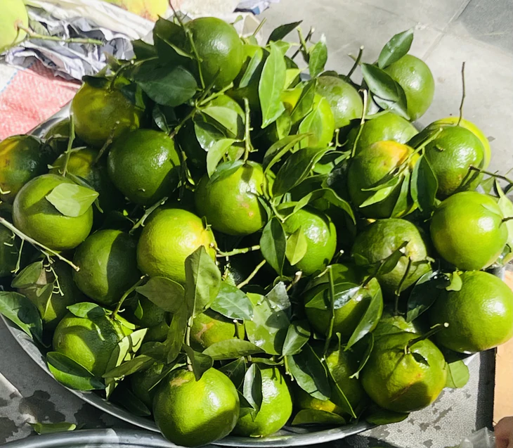 Giá cả đầu ngày: Cúc họa mi vào mùa, quýt đường 50.000 đồng/kg - Ảnh 2.
