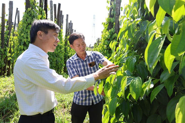 Gặp 'cha đẻ' của tiêu Tùng Linh và khát vọng nâng tầm thương hiệu hồ tiêu
Việt - Ảnh
9.