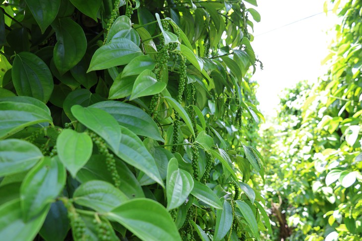 Gặp 'cha đẻ' của tiêu Tùng Linh và khát vọng nâng tầm thương hiệu hồ tiêu
Việt - Ảnh
4.