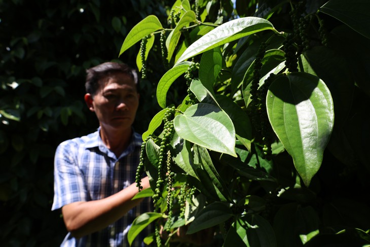 Gặp 'cha đẻ' của tiêu Tùng Linh và khát vọng nâng tầm thương hiệu hồ tiêu
Việt - Ảnh
7.