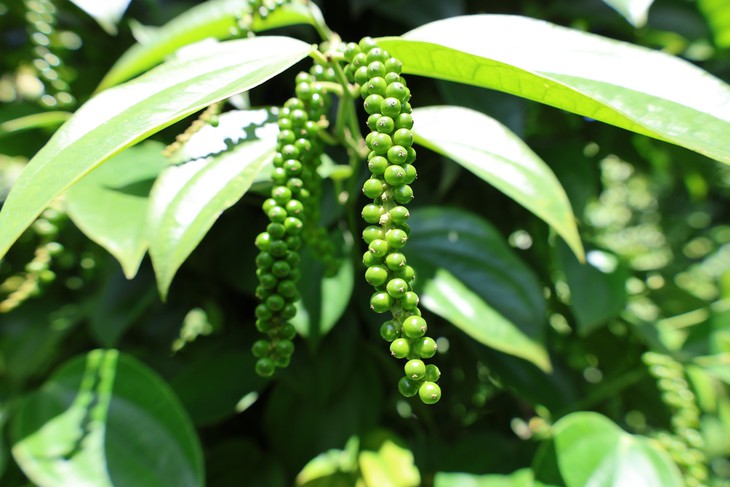 Gặp 'cha
đẻ' của tiêu Tùng Linh và khát vọng nâng tầm thương hiệu hồ tiêu Việt - Ảnh
5.