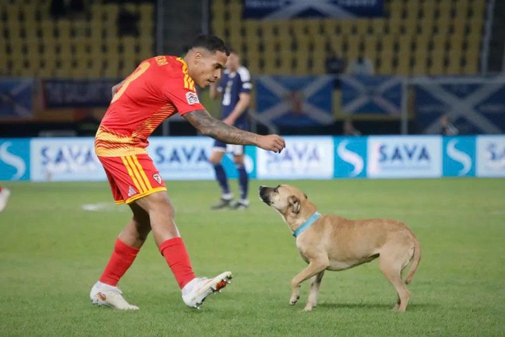 Trận Nations League bị gián đoạn vì... chú chó đi dạo - Ảnh 1.