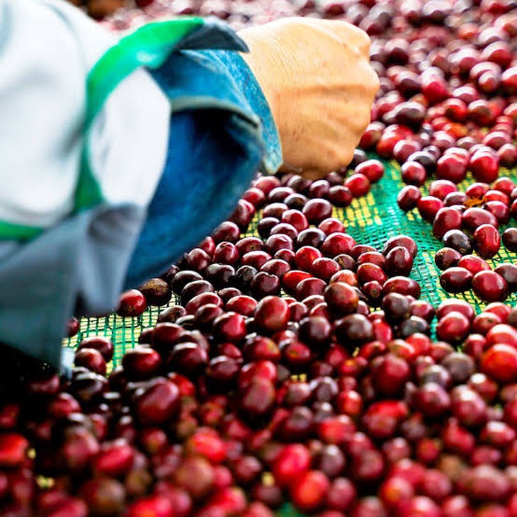 Muốn Robusta Việt có tên tuổi thì phải bắt đầu từ niềm tin - Ảnh
2.