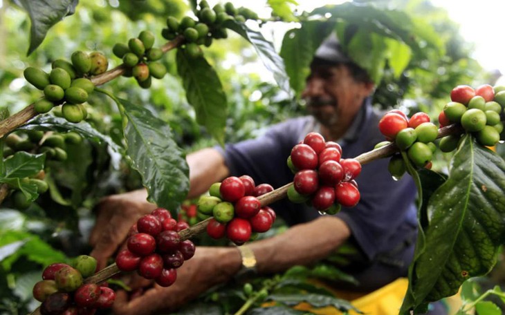 Nâng tầm Robusta Việt: cần xây hạ tầng chung cho cả chuỗi - Ảnh
1.