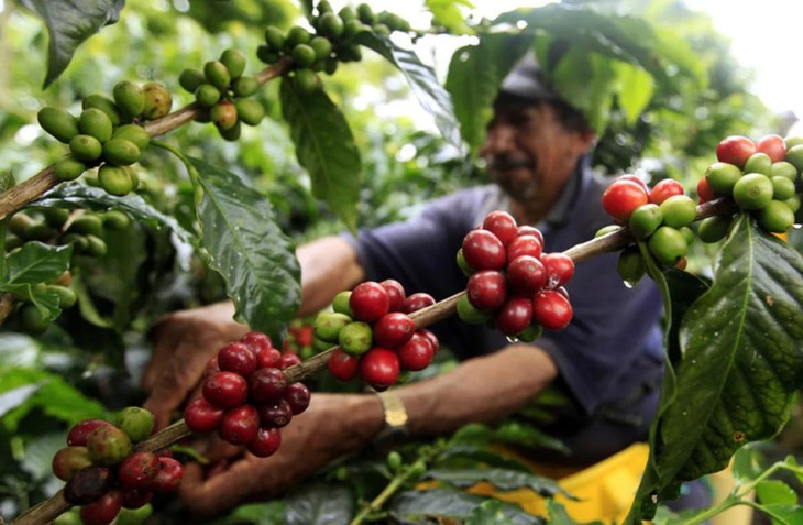 Muốn Robusta Việt có tên tuổi thì phải bắt đầu từ niềm tin - Ảnh
1.