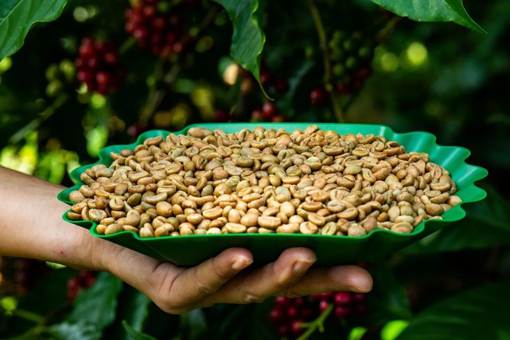 Muốn Robusta Việt có tên tuổi thì phải bắt đầu từ niềm tin - Ảnh
3.
