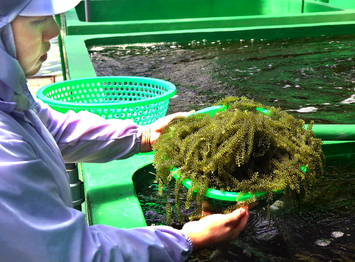 Giá cả đầu ngày: Rong nho 200.000 đồng/kg, cá linh giảm còn vài chục ngàn, dừa sáp loại ngon lên 180.000 đồng/trái - Ảnh 2.