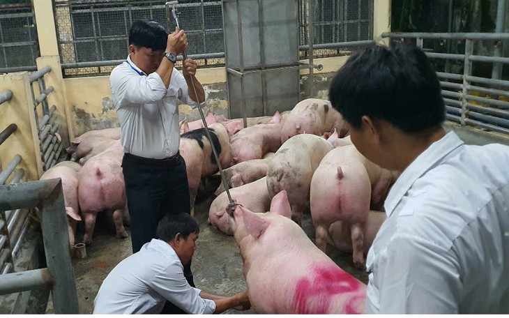'Vỗ béo' heo bằng chất cấm Salbutamol: Người ăn đối mặt nguy cơ gì? - Ảnh 1.