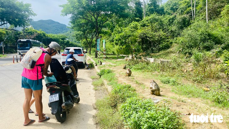 Cho khỉ rừng Sơn Trà ăn, sao mãi chỉ khuyến cáo mà chưa xử phạt? - Ảnh 1.