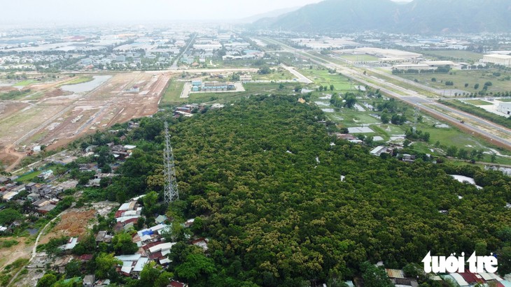 Đưa cây lớn, cây cổ thụ về tôn tạo rừng thiêng Trung Sơn - Ảnh 4.