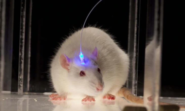 Nobel y sinh 2026: Bật tắt neuron bằng ánh sáng, đặt nền cho cách chữa Alzheimer, Parkinson trong tương lai - Ảnh 2.