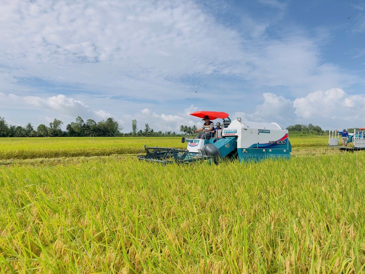 Giá cả đầu ngày: lúa được giá tăng nhẹ - Ảnh 1.
