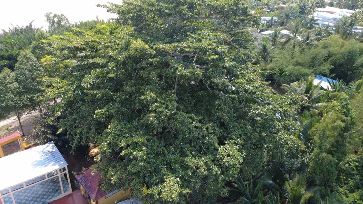 Chiêm ngưỡng cây bàng hàng trăm năm tuổi ở Cần Thơ - Ảnh 6.