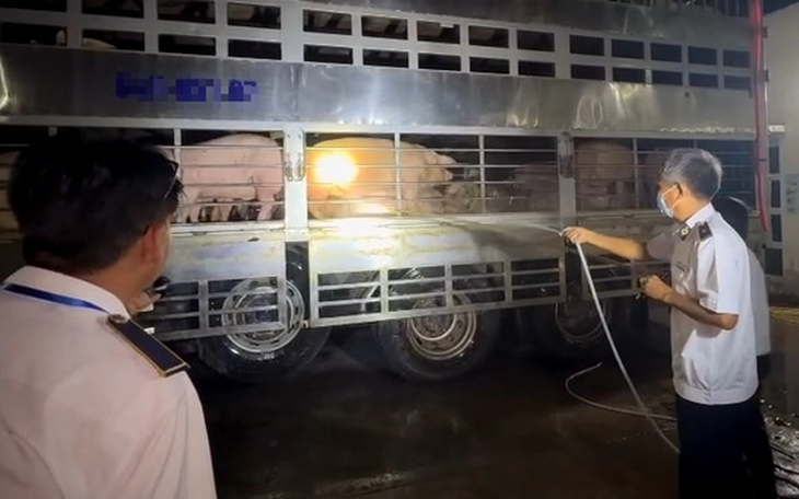 Khởi tố 2 người ở Đồng Nai vỗ béo heo bằng chất cấm Salbutamol - Ảnh 2.